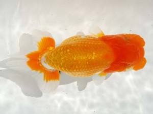 第4回駿河らんちゅう会品評大会 東大関 加藤浩一郎 沼津 第4回駿河らんちゅう会品評大会 東大関 加藤浩一郎 沼津