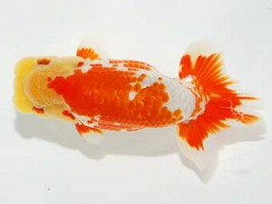 駿河らんちゅう会 勧進元一 平井恵次 太田 駿河らんちゅう会 勧進元一 平井恵次 太田