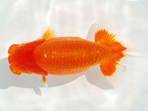 駿河らんちゅう会 勧進元二 山田裕良 沼津 駿河らんちゅう会 勧進元二 山田裕良 沼津