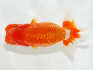 駿河らんちゅう会 行司一 御手洗逸夫 三島 駿河らんちゅう会 行司一 御手洗逸夫 三島