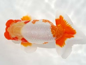 駿河らんちゅう会 行司二 田島 貢 函南町 駿河らんちゅう会 行司二 田島 貢 函南町