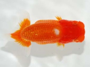 駿河らんちゅう会 行司三 西賀一郎 豊中 駿河らんちゅう会 行司三 西賀一郎 豊中