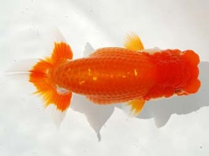 駿河らんちゅう会 脇行司二 石川暢彦 富士 駿河らんちゅう会 脇行司二 石川暢彦 富士