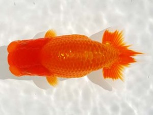 第4回駿河らんちゅう会品評大会 西大関 吉村友良 富士 第4回駿河らんちゅう会品評大会 西大関 吉村友良 富士