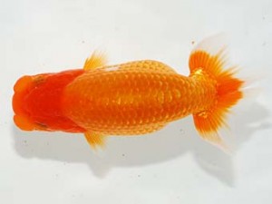 第4回駿河らんちゅう会品評大会 立行司 影山 繁 沼津 第4回駿河らんちゅう会品評大会 立行司 影山 繁 沼津