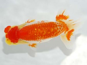 第4回駿河らんちゅう会品評大会 取締一 松田力三 浜松 第4回駿河らんちゅう会品評大会 取締一 松田力三 浜松