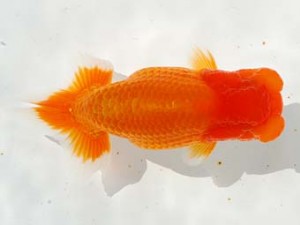 第4回駿河らんちゅう会品評大会 取締二 吉村友良 富士 第4回駿河らんちゅう会品評大会 取締二 吉村友良 富士