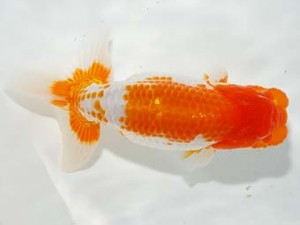 駿河らんちゅう会 東関脇 安藤 寛 森町 駿河らんちゅう会 東関脇 安藤 寛 森町