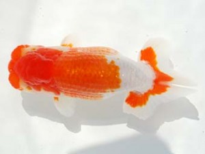 駿河らんちゅう会 西関脇 田島 貢 函南町 駿河らんちゅう会 西関脇 田島 貢 函南町