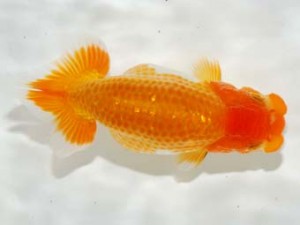 駿河らんちゅう会 東小結 望月正康 富士 駿河らんちゅう会 東小結 望月正康 富士