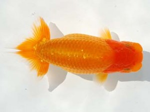 駿河らんちゅう会 西小結 五味 巧 山梨 駿河らんちゅう会 西小結 五味 巧 山梨