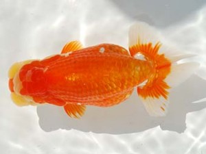 第4回駿河らんちゅう会品評大会 東大関 吉村友良 富士 第4回駿河らんちゅう会品評大会 東大関 吉村友良 富士