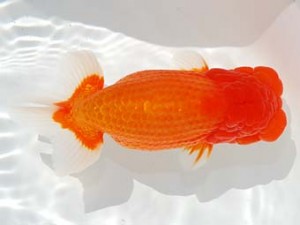 第4回駿河らんちゅう会品評大会 西大関 吉村友良 富士 第4回駿河らんちゅう会品評大会 西大関 吉村友良 富士