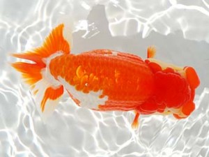 第4回駿河らんちゅう会品評大会 立行司 高橋祐二 静岡 第4回駿河らんちゅう会品評大会 立行司 高橋祐二 静岡