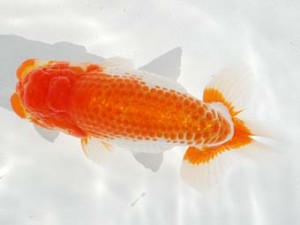 第4回駿河らんちゅう会品評大会 取締一 山田裕良 沼津 第4回駿河らんちゅう会品評大会 取締一 山田裕良 沼津