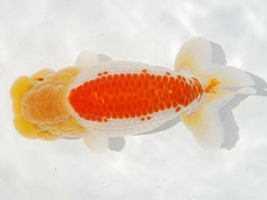 第4回駿河らんちゅう会品評大会 取締二 山田裕良 沼津 第4回駿河らんちゅう会品評大会 取締二 山田裕良 沼津