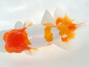 第4回駿河らんちゅう会品評大会 東大関 佐藤貴久 伊豆の国 第4回駿河らんちゅう会品評大会 東大関 佐藤貴久 伊豆の国