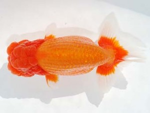 第4回駿河らんちゅう会品評大会 西大関 吉村友良 富士 第4回駿河らんちゅう会品評大会 西大関 吉村友良 富士