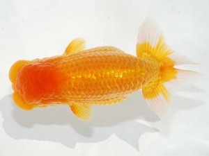 第4回駿河らんちゅう会品評大会 立行司 吉村友良 富士 第4回駿河らんちゅう会品評大会 立行司 吉村友良 富士