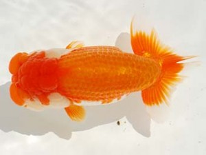 第4回駿河らんちゅう会品評大会 取締一 芦川和美 函南 第4回駿河らんちゅう会品評大会 取締一 芦川和美 函南