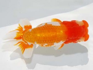 第4回駿河らんちゅう会品評大会 取締二 石川暢彦 富士 第4回駿河らんちゅう会品評大会 取締二 石川暢彦 富士