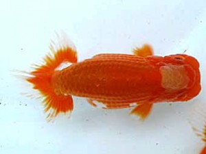 愛魚会　東大関　美光　高地成弥　荒川