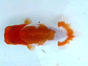 愛魚会　立行司　雅　内田　實　草加