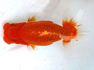 愛魚会　取締一　紅貴子　中村芳雄　松伏