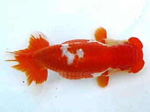 愛魚会　取締二　海　花田国昭　埼玉