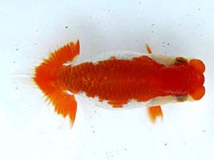 愛魚会　東大関　紅貴子　中村芳雄　松伏