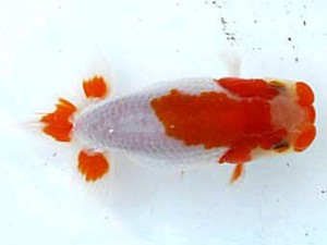 愛魚会　西大関　秀金　長谷川新一　江戸川夫