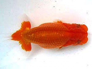 愛魚会　立行司　扇錦　林　和明　足立