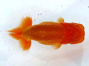 愛魚会　取締一　雅　内田　實　草加