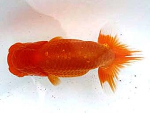 愛魚会　取締二　天馬先輩　鳴海　満　横浜