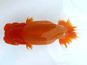 愛魚会　東大関　木場錦　布川幸一郎　浦安