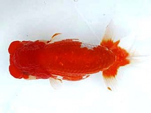 愛魚会　西大関　空　花田国昭　埼玉