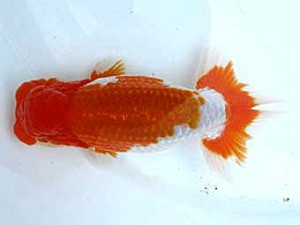 愛魚会　立行司　沙耶　木村文夫　水元