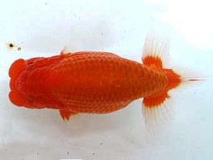 愛魚会　取締一　喪気先輩　鳴海　満　横浜