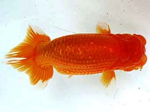 愛魚会　取締二　黒鹿　目黒康弘　足立