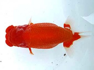 愛魚会　東大関　雄星　矢作雄一　横浜