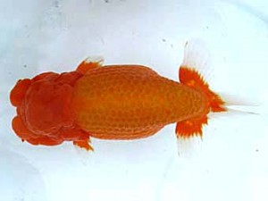 愛魚会　西大関　扇錦　林　和明　足立