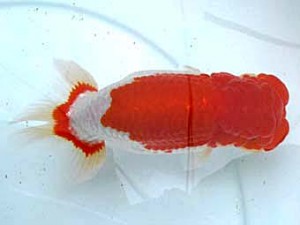 愛魚会　立行司　手城先輩　鳴海　満　横浜