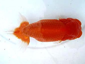 愛魚会　取締二　椿　小泉順一　足立