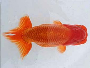 備後鱗友会　東大関　小笠原義照　浅口市
