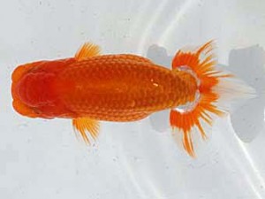 備後鱗友会　西大関　武田悦男　福山市
