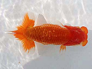 備後鱗友会　立行司　笹井史治　福山市
