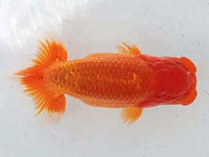 備後鱗友会　東取締　小笠原義照　浅口市
