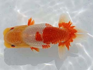 備後鱗友会　小野悦史　浅口市
