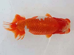 備後鱗友会　東大関　笹井義則　尾道市

