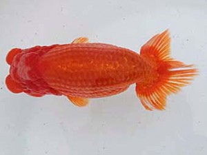 備後鱗友会　立行司　森分陵司　広島市
